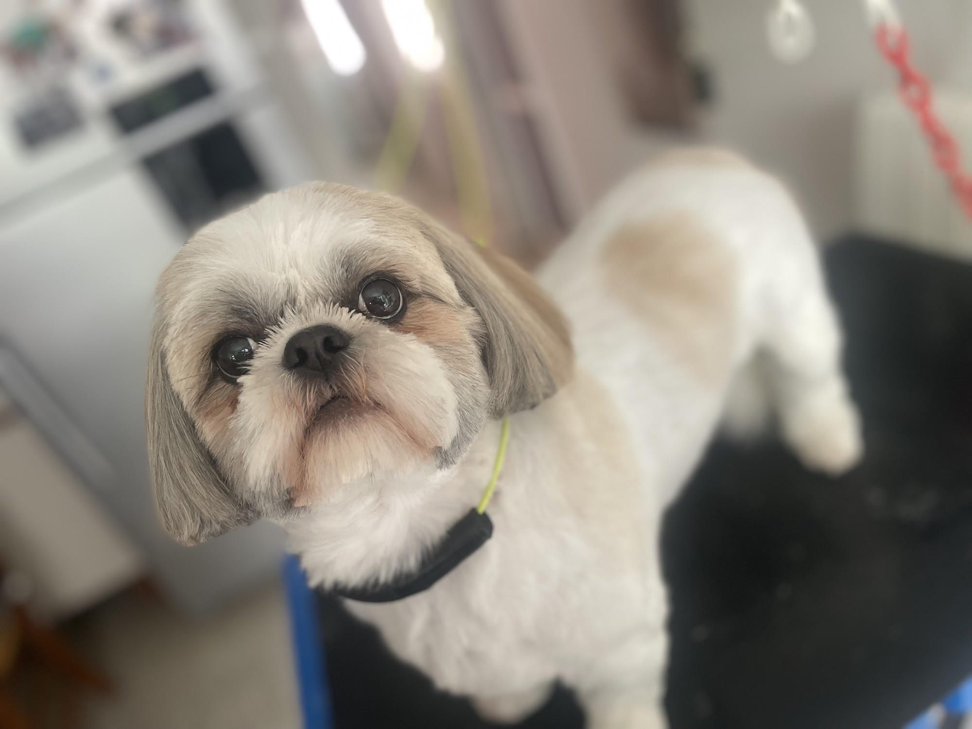 Jolie petite Pirouette!!!