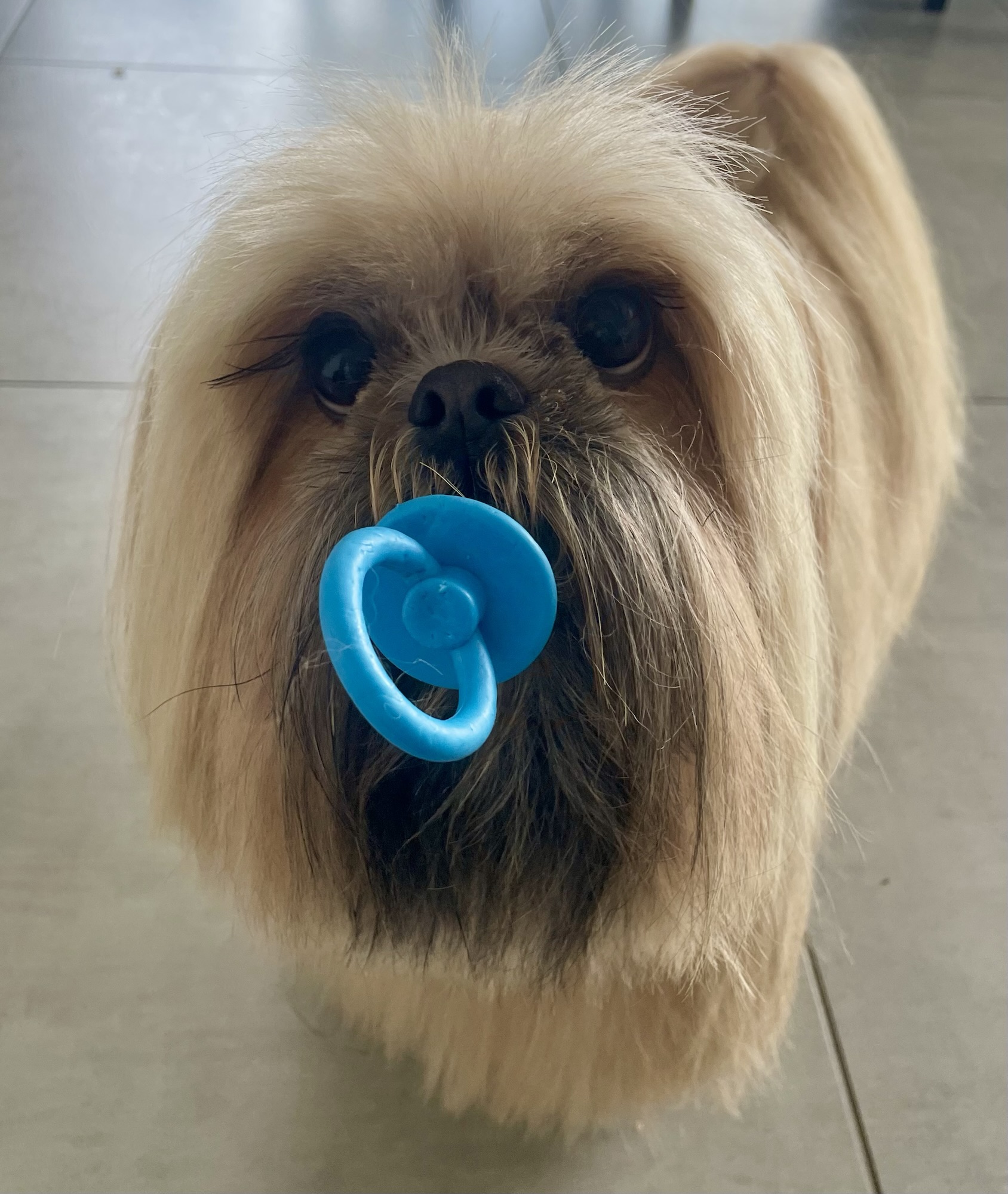 Stella et son jouet tétine !!! J’adore!!!