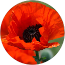 Emilie P profile picture