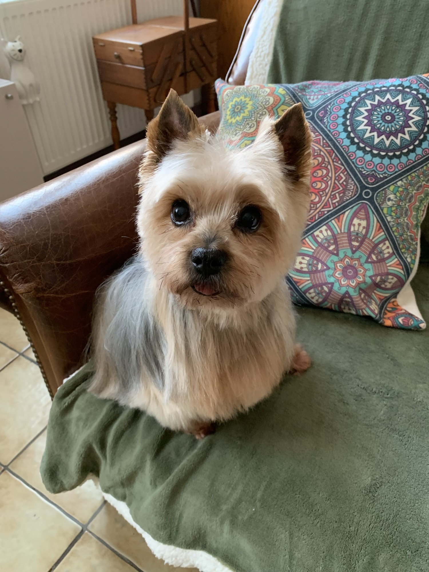 Fière et beau Milord