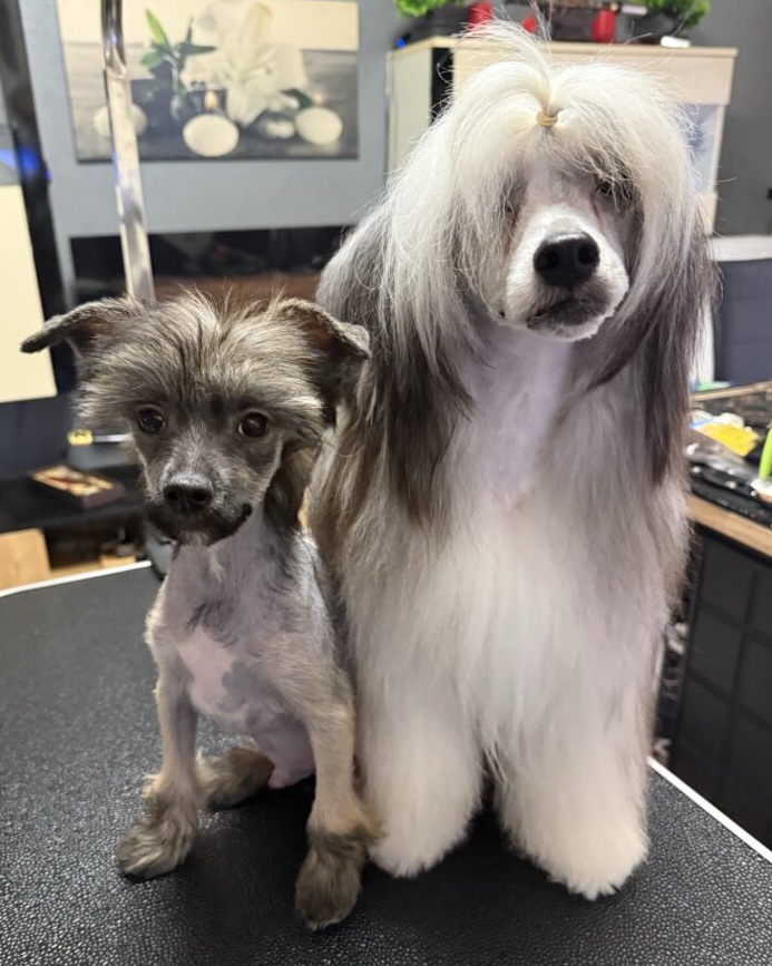 Des loulous pas comme les autres… chien chinois à crête un nu Jiro 3 mois et houpette Tomoë 1 ans.