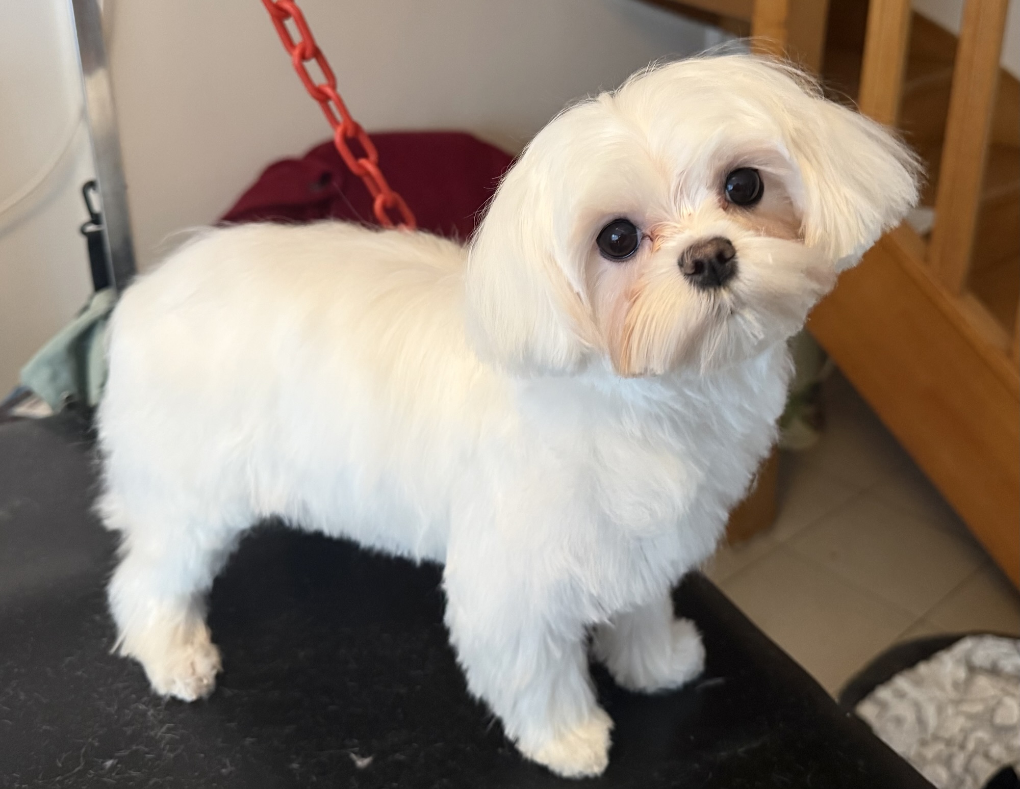 Bienvenue à Myrtille 8 mois premier toilettage complet. Adorable et patiente déjà…